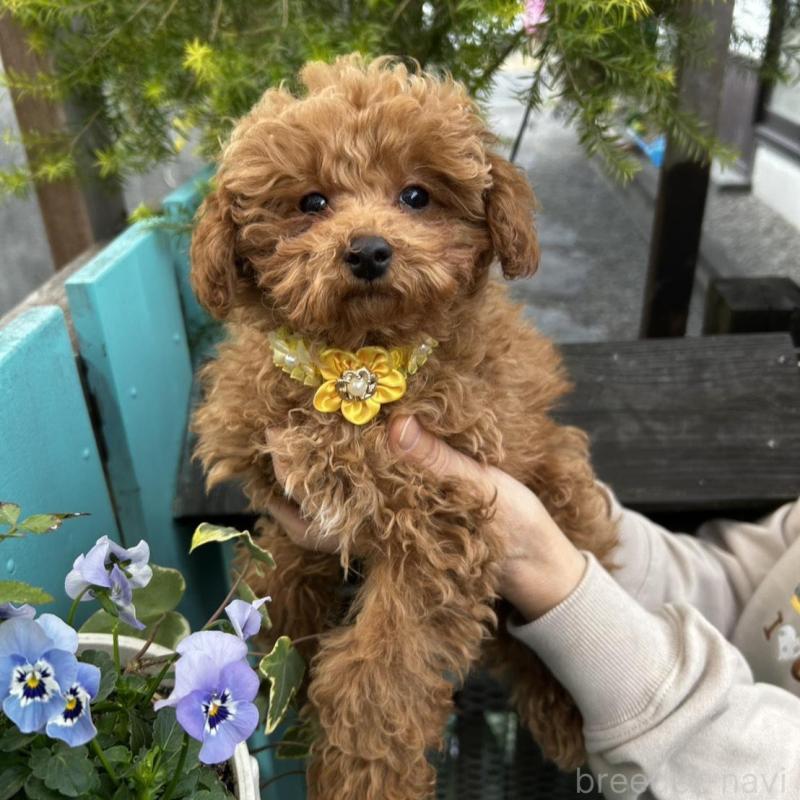 販売中の鹿児島県のトイプードル-437624