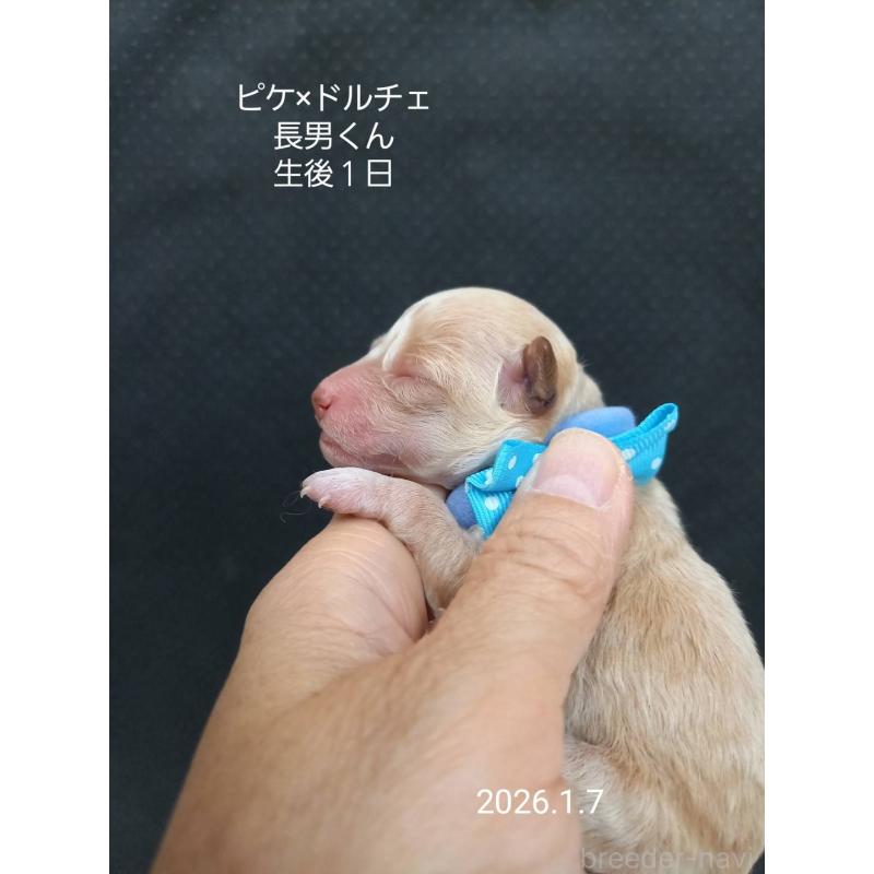 販売中の大阪府のティーカッププードル-437629の6枚目