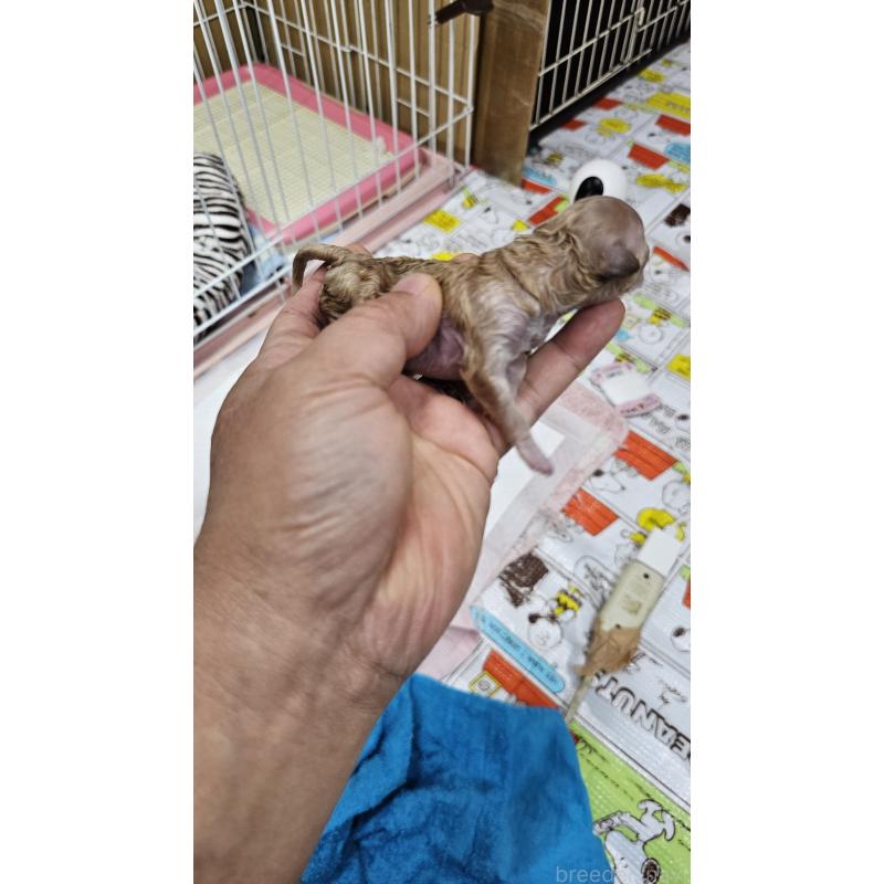 販売中の大阪府のティーカッププードル-437629の3枚目