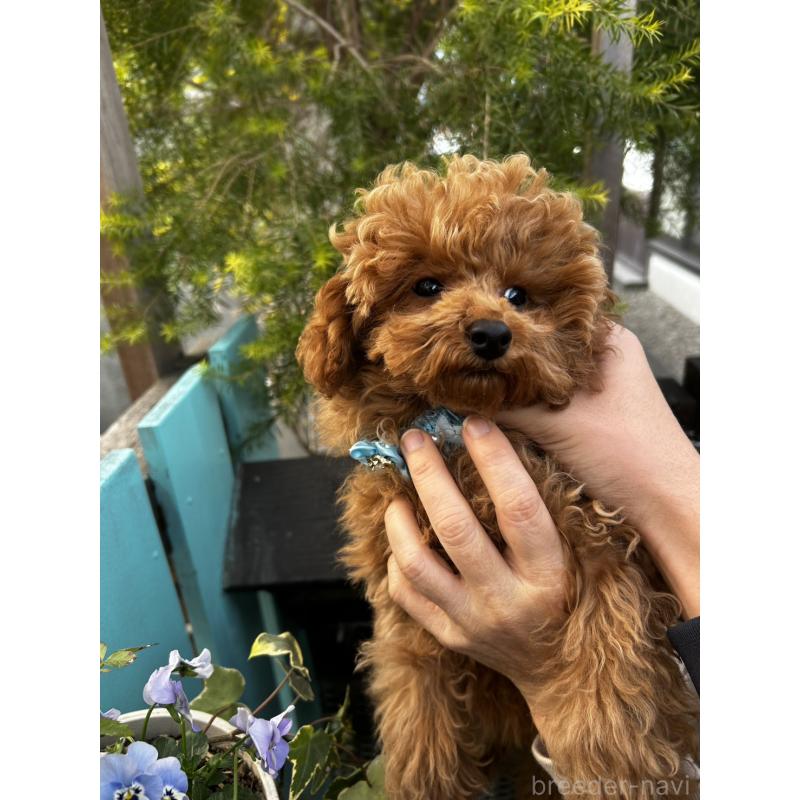 販売中の鹿児島県のトイプードル-437628の4枚目