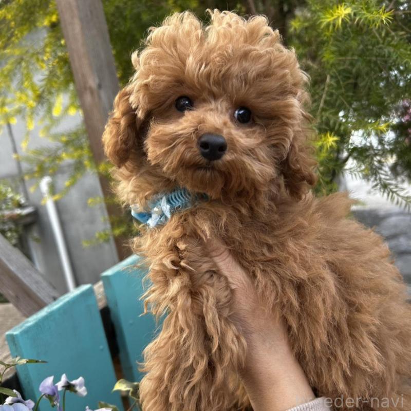 販売中の鹿児島県のトイプードル-437628の1枚目