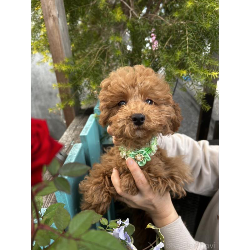 成約済の鹿児島県のトイプードル-426534の4枚目