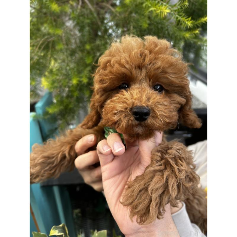 成約済の鹿児島県のトイプードル-426534の3枚目