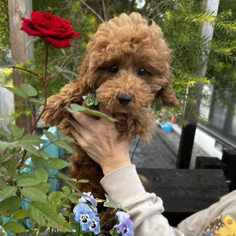 販売中の鹿児島県のトイプードル-426534