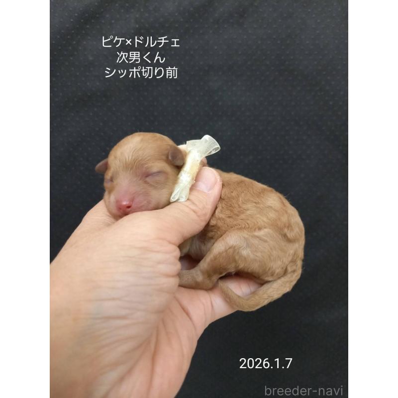 販売中の大阪府のタイニープードル-437630の5枚目