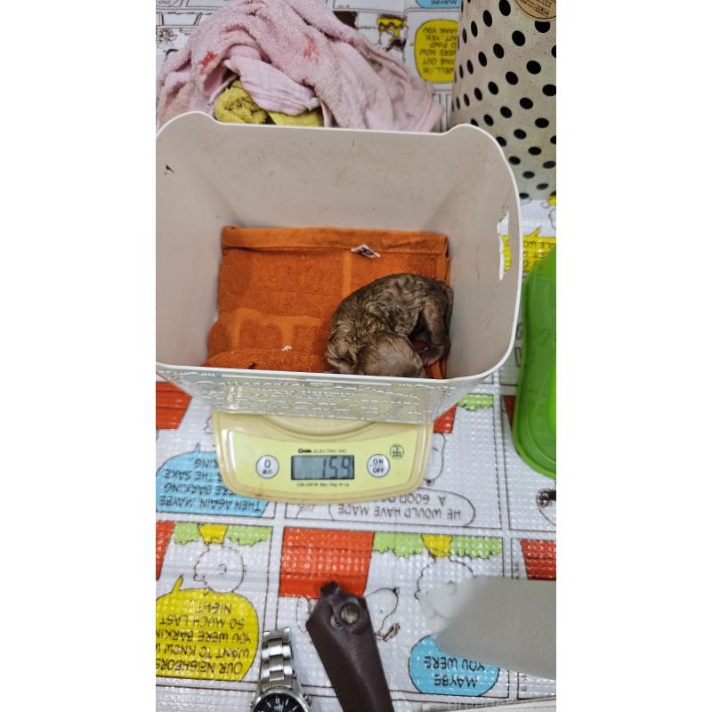 販売中の大阪府のタイニープードル-437630の4枚目