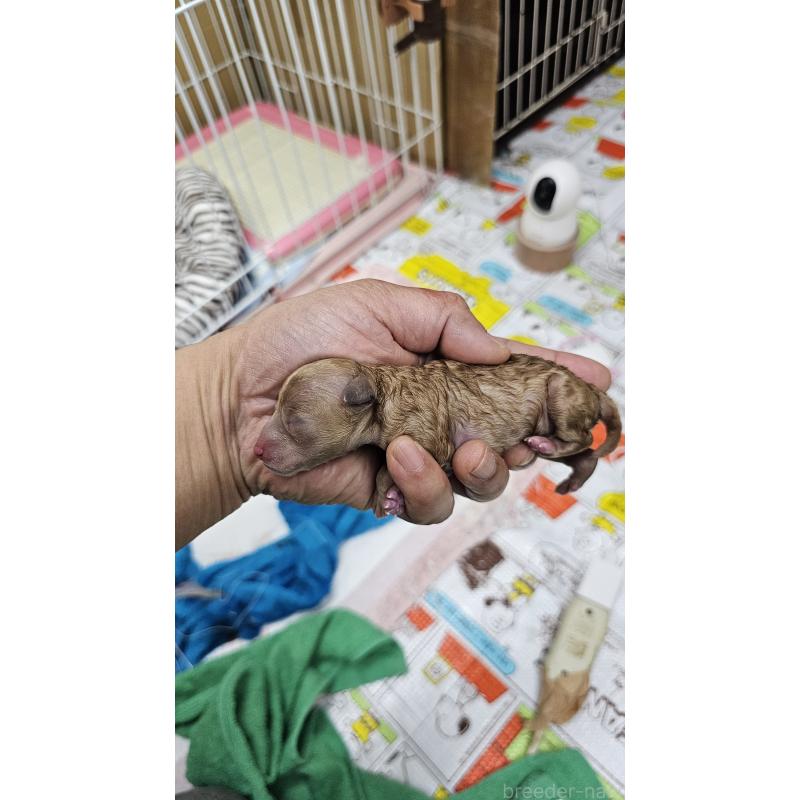 販売中の大阪府のタイニープードル-437630の3枚目