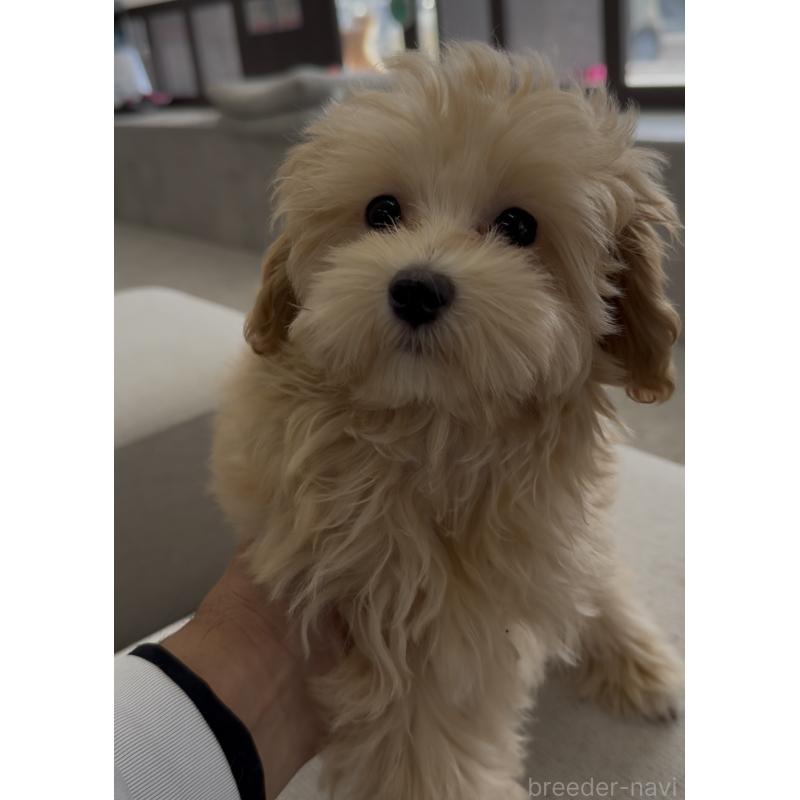 販売中の福岡県のマルプー:マルチーズ×トイプードル-425407の6枚目