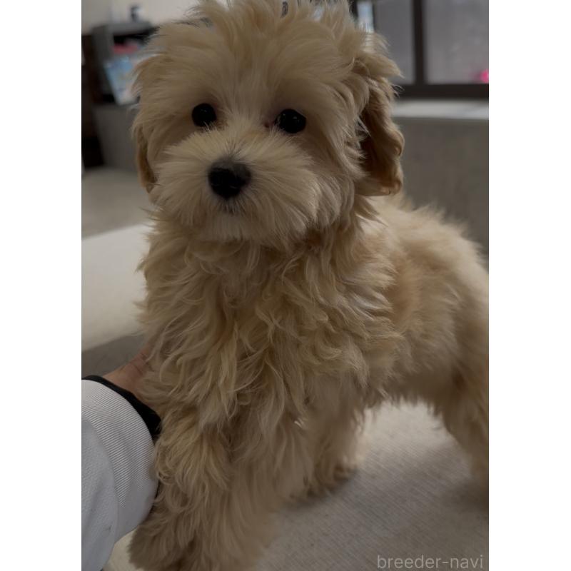 販売中の福岡県のマルプー:マルチーズ×トイプードル-425407の5枚目