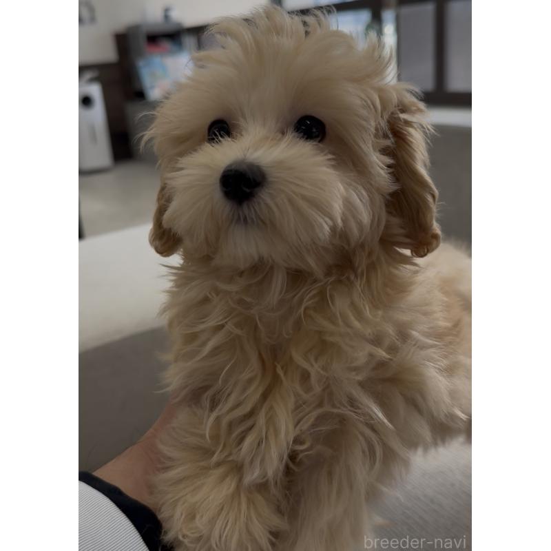 販売中の福岡県のマルプー:マルチーズ×トイプードル-425407の4枚目