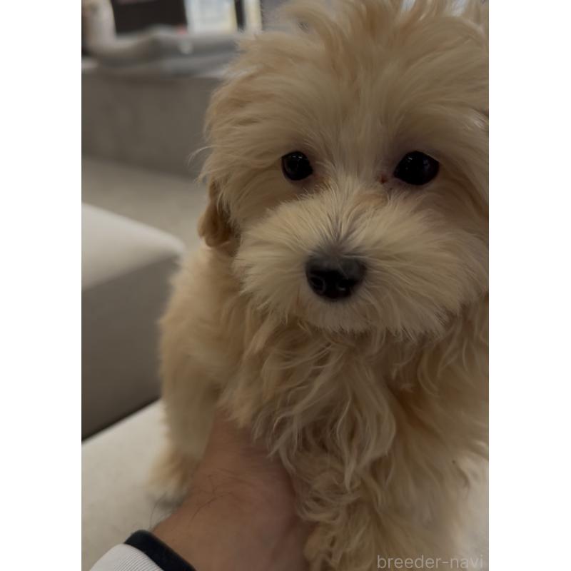 販売中の福岡県のマルプー:マルチーズ×トイプードル-425407の3枚目