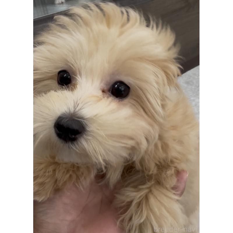 販売中の福岡県のマルプー:マルチーズ×トイプードル-425407の2枚目