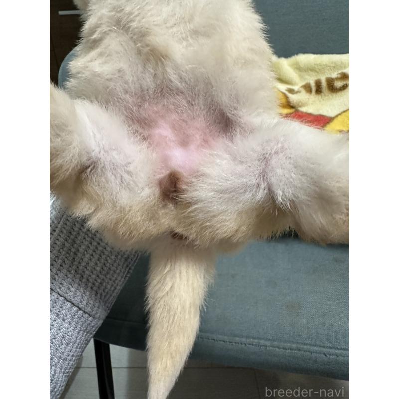 販売中の岡山県の柴犬-437632の9枚目