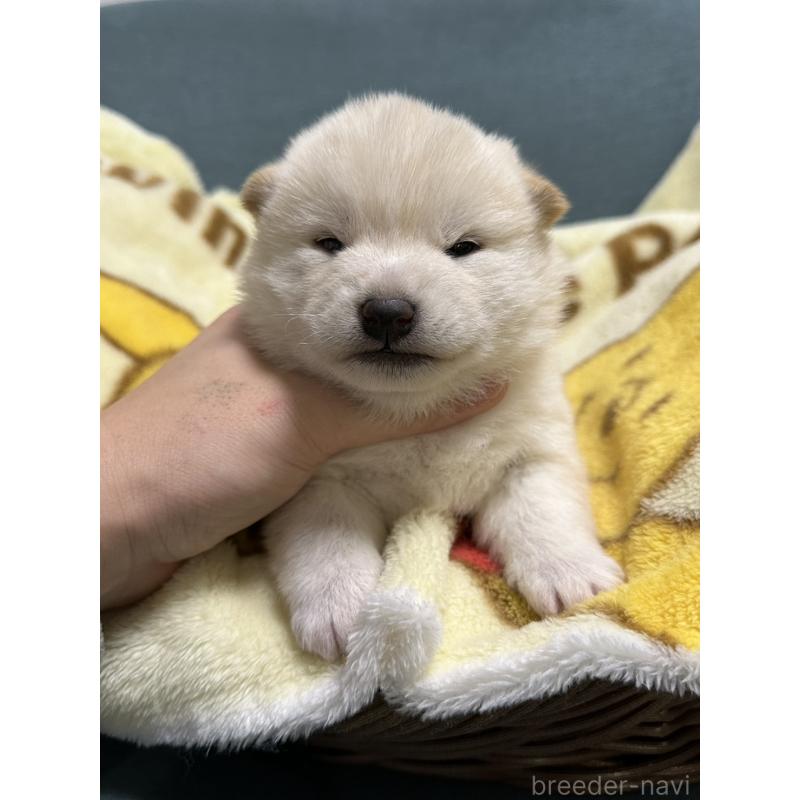 販売中の岡山県の柴犬-437632の8枚目