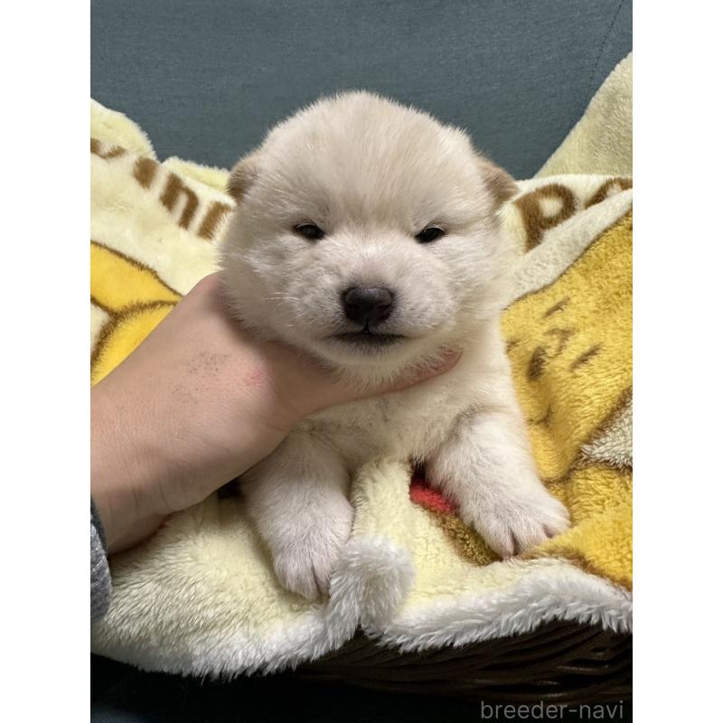 販売中の岡山県の柴犬-437632の7枚目