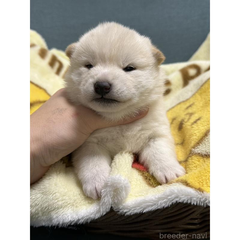 販売中の岡山県の柴犬-437632の6枚目