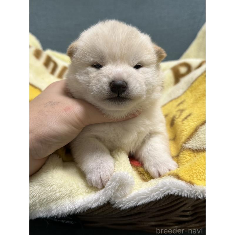 販売中の岡山県の柴犬-437632の5枚目