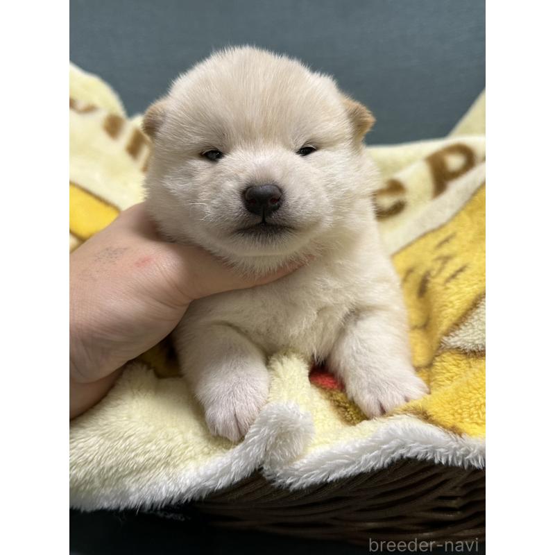 販売中の岡山県の柴犬-437632の4枚目