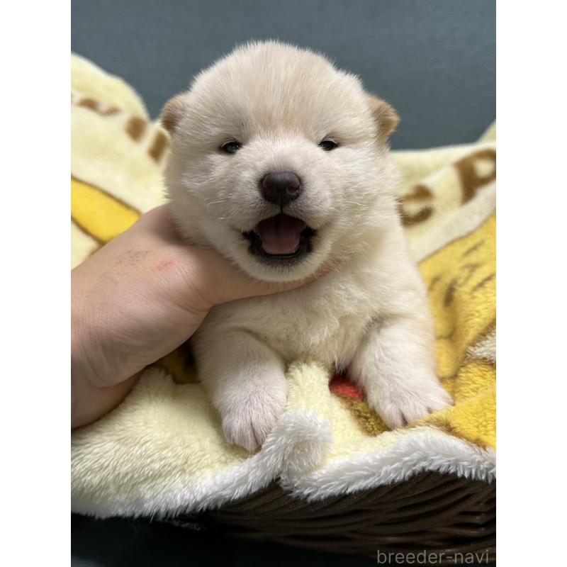 販売中の岡山県の柴犬-437632