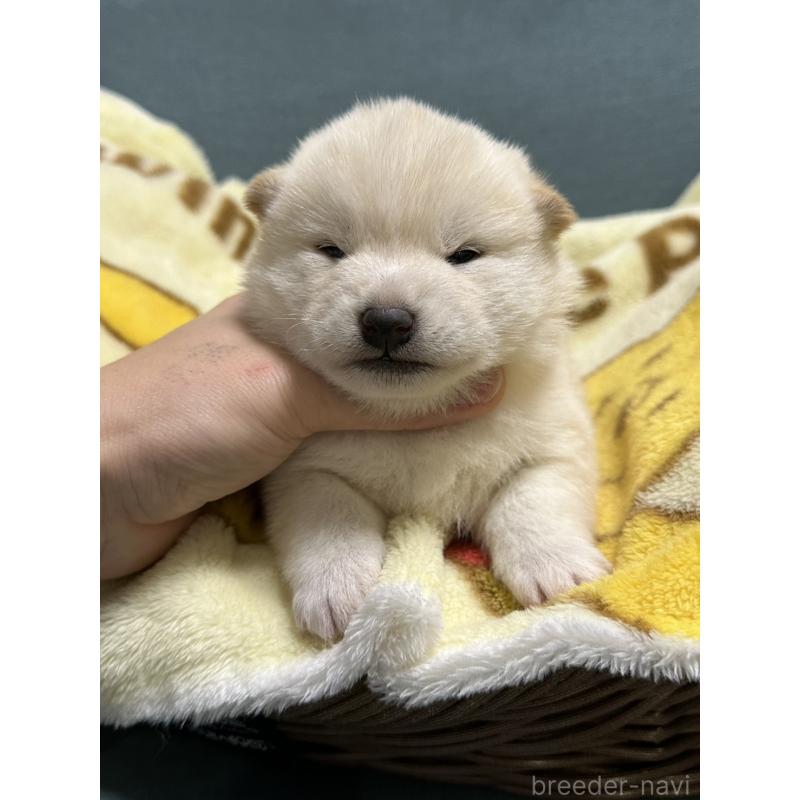 販売中の岡山県の柴犬-437632の3枚目