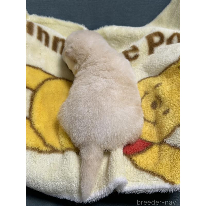 販売中の岡山県の柴犬-437632の2枚目