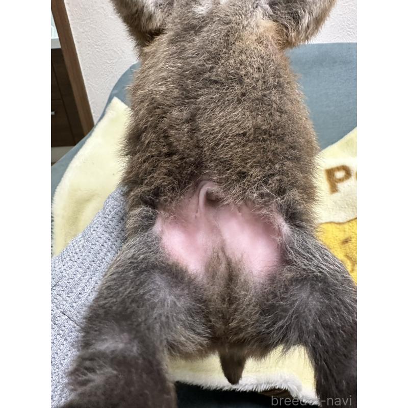 販売中の岡山県の柴犬-437633の8枚目