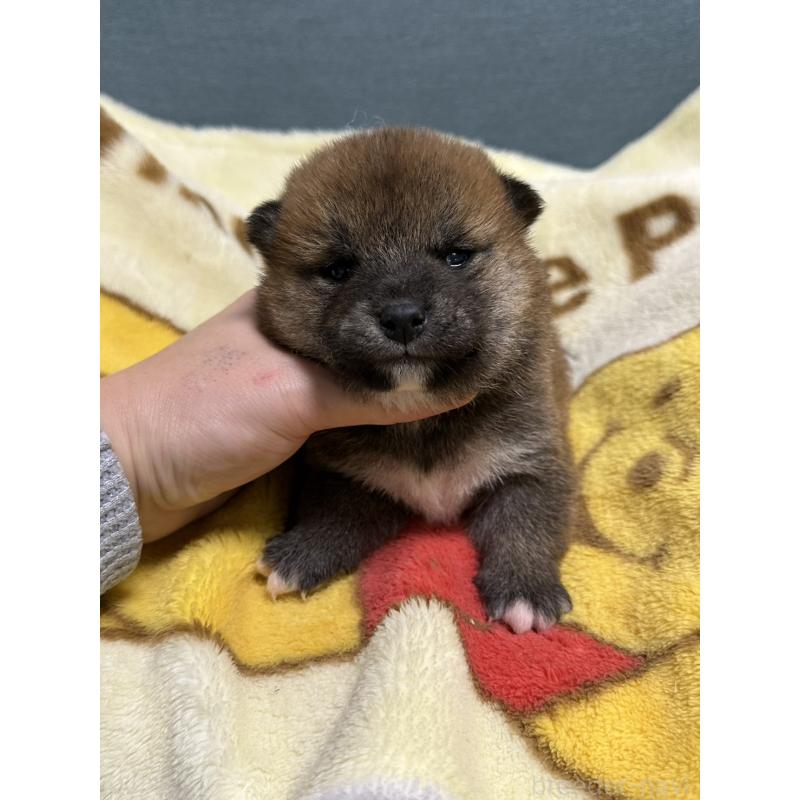 販売中の岡山県の柴犬-437633の7枚目