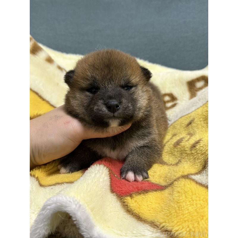 販売中の岡山県の柴犬-437633の6枚目