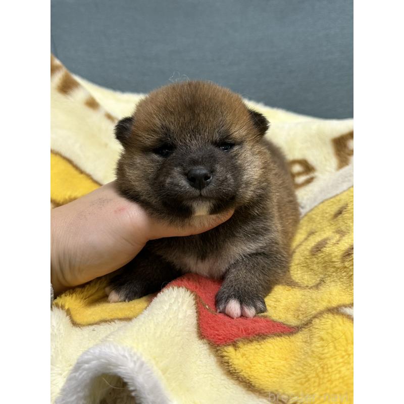 販売中の岡山県の柴犬-437633の5枚目