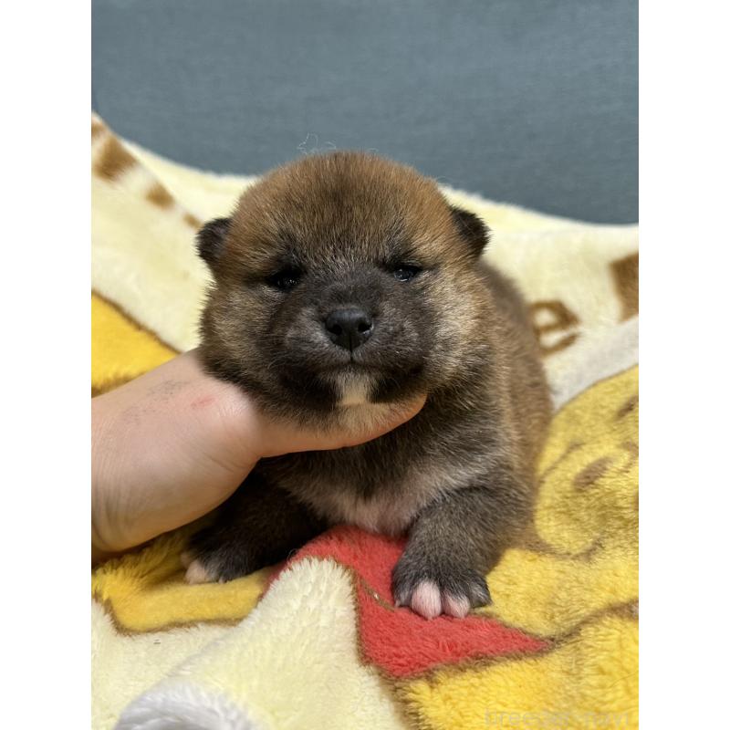 販売中の岡山県の柴犬-437633の4枚目