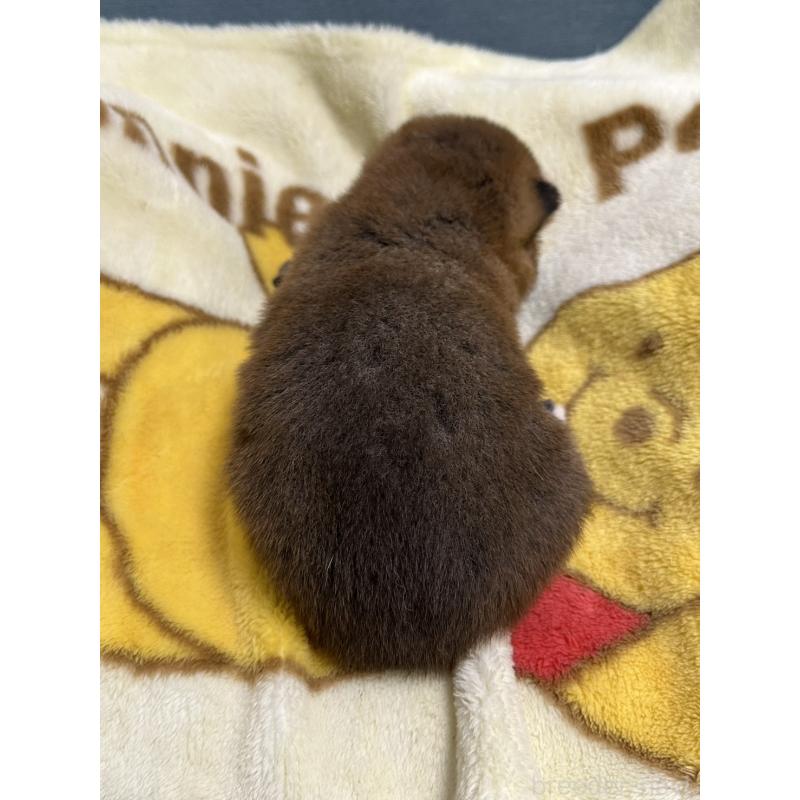 販売中の岡山県の柴犬-437633の3枚目