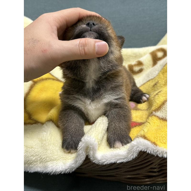 販売中の岡山県の柴犬-437633の2枚目