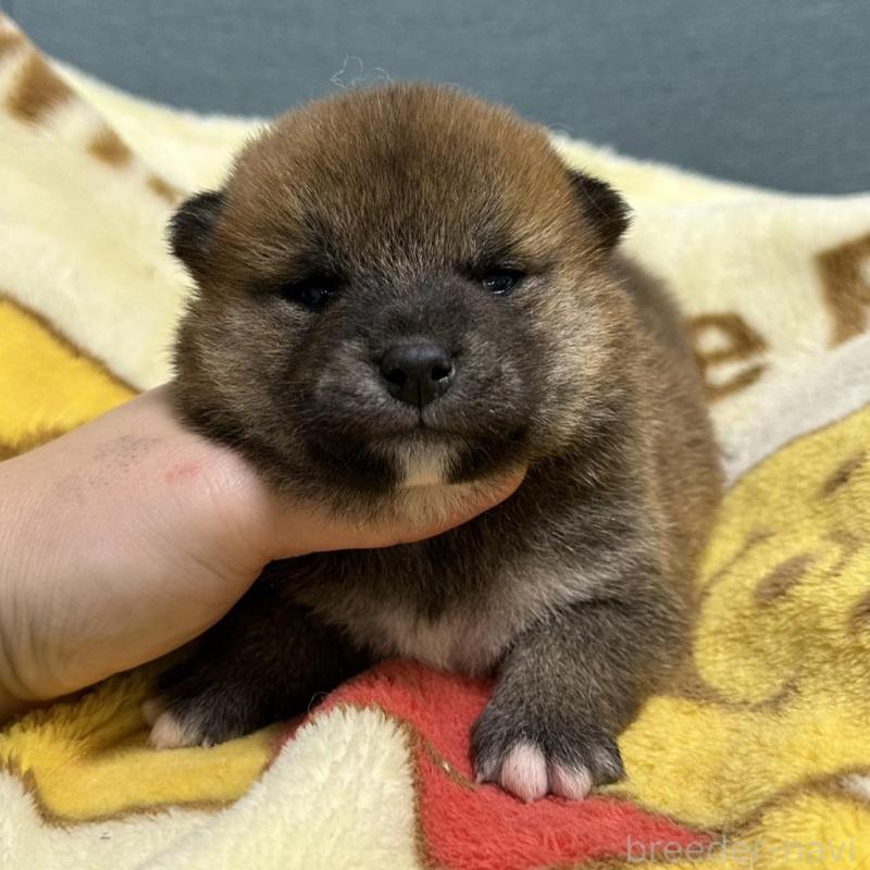 販売中の岡山県の柴犬-437633