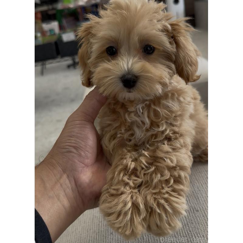 販売中の福岡県のマルプー:マルチーズ×トイプードル-428711の5枚目
