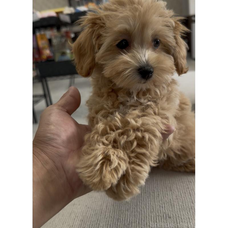 販売中の福岡県のマルプー:マルチーズ×トイプードル-428711の4枚目