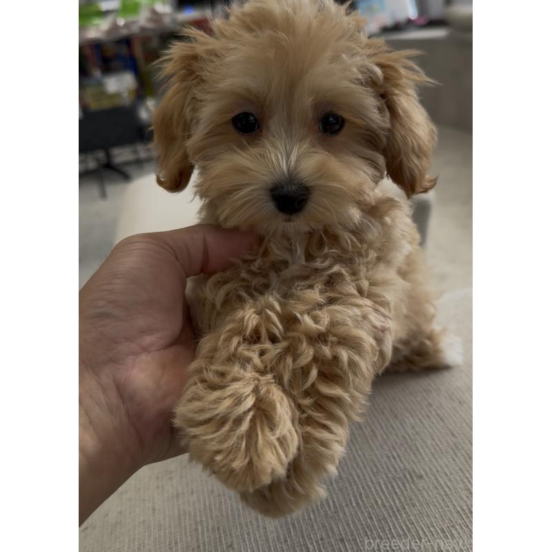 販売中の福岡県のマルプー:マルチーズ×トイプードル-428711の2枚目
