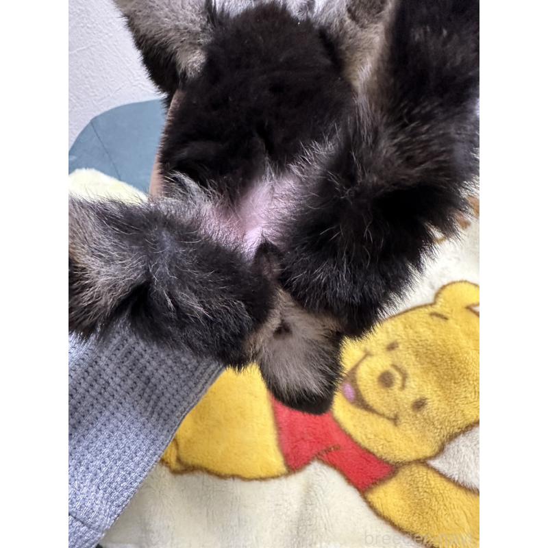 販売中の岡山県の柴犬-437636の12枚目