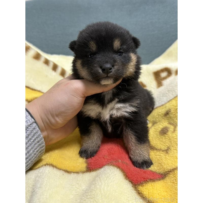 販売中の岡山県の柴犬-437636の11枚目