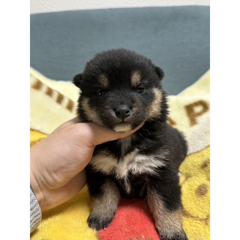 販売中の岡山県の柴犬-437636の10枚目