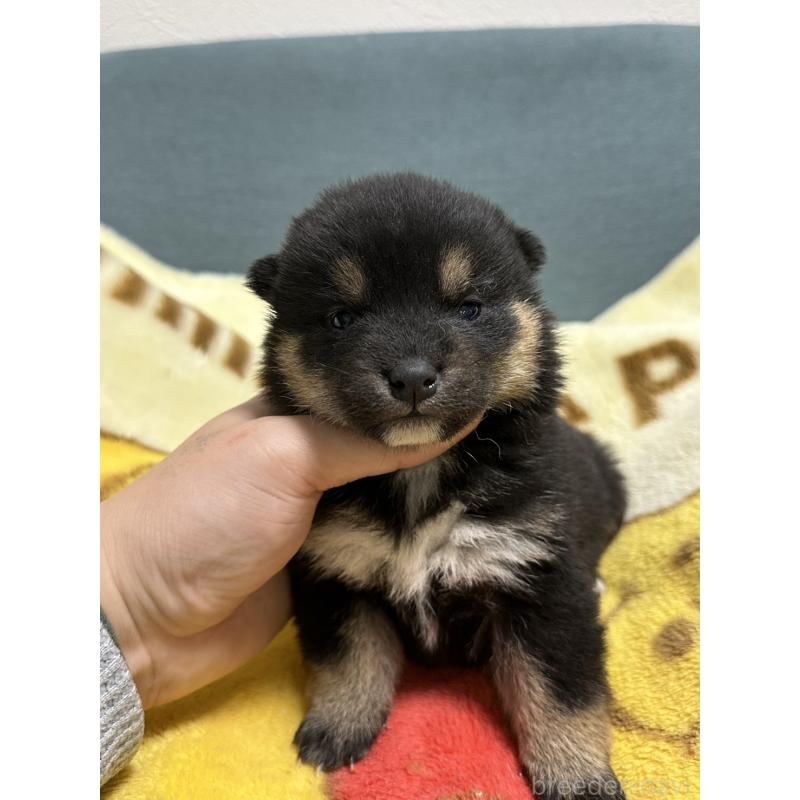 販売中の岡山県の柴犬-437636の9枚目