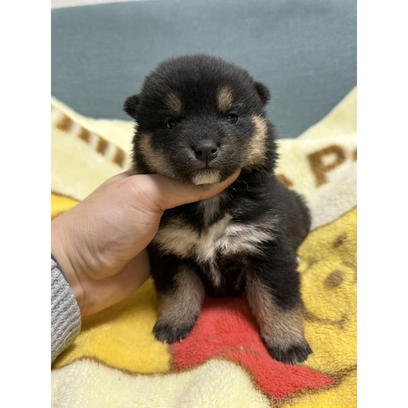 販売中の岡山県の柴犬-437636の8枚目