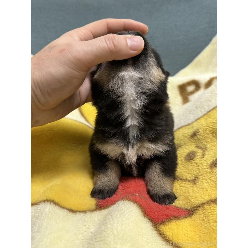 販売中の岡山県の柴犬-437636の7枚目