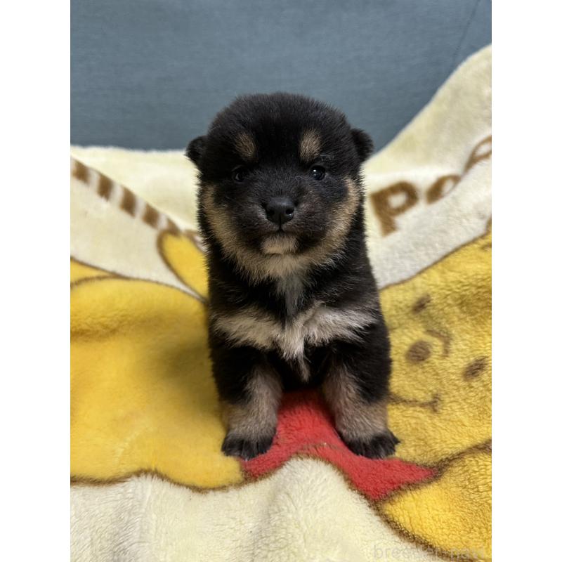 販売中の岡山県の柴犬-437636の6枚目