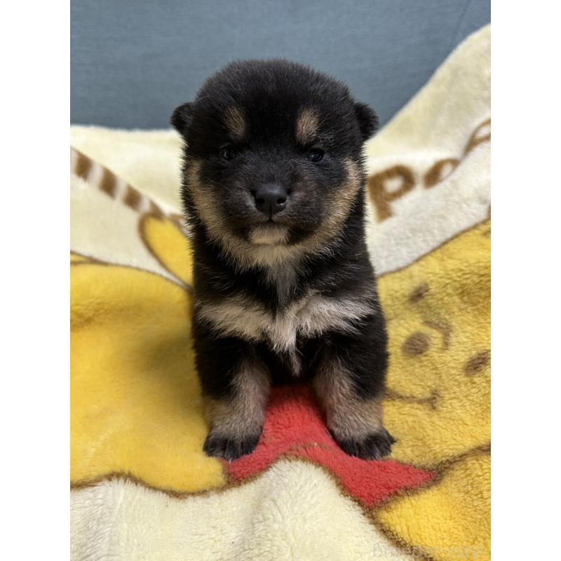 販売中の岡山県の柴犬-437636の3枚目