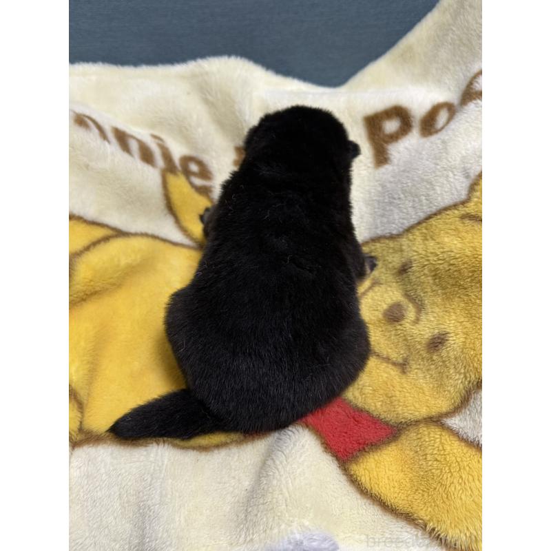 販売中の岡山県の柴犬-437636の2枚目