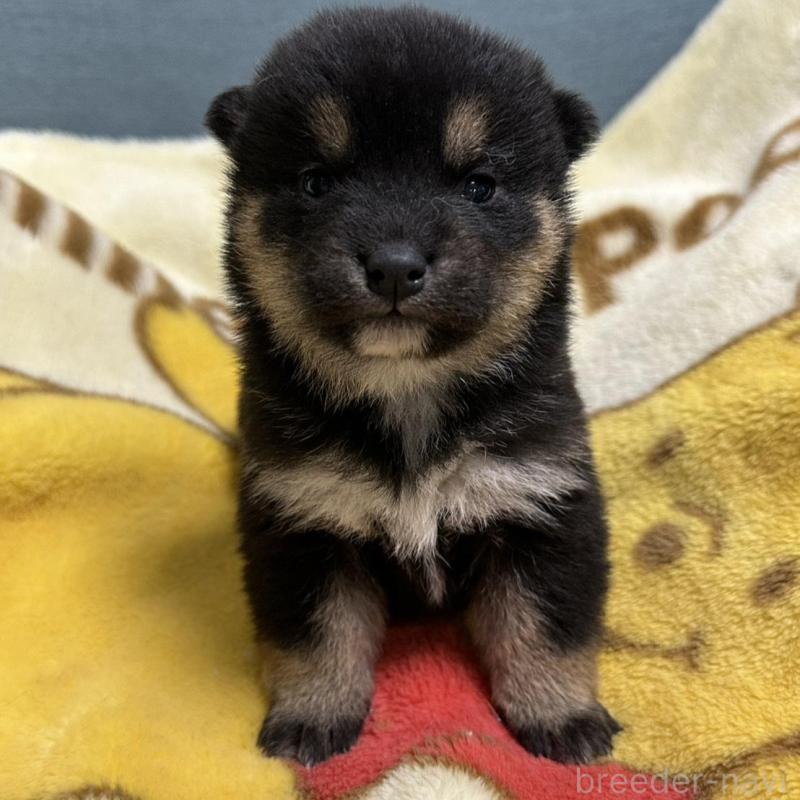 販売中の岡山県の柴犬-437636の1枚目