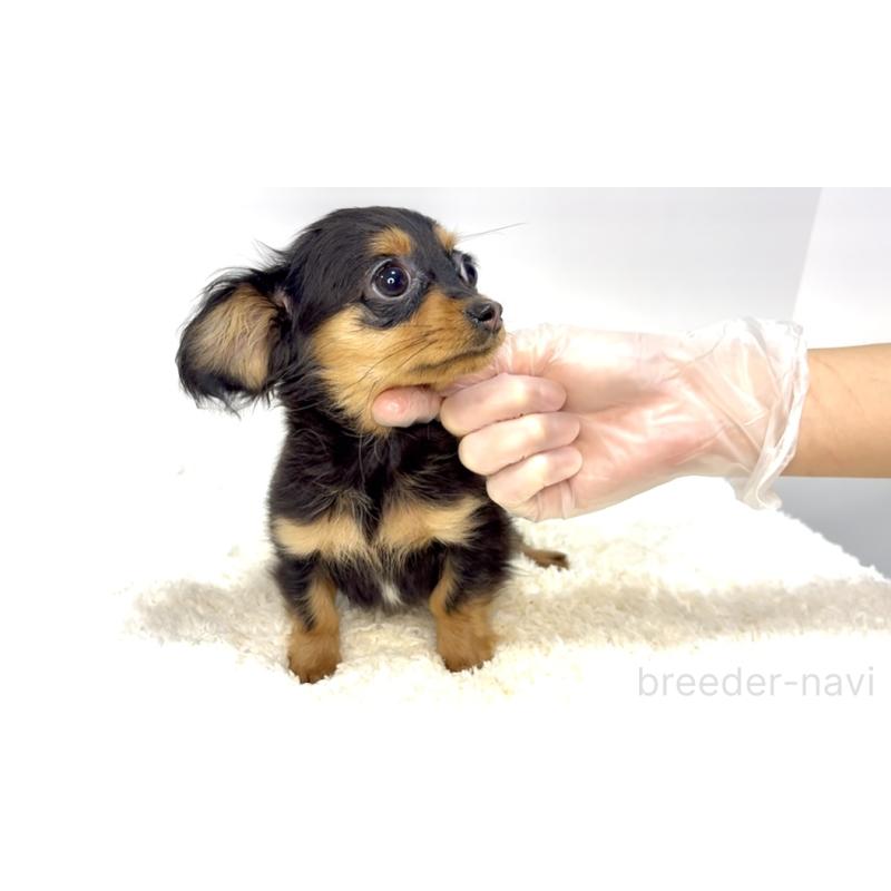 販売中の茨城県のチワックス:チワワ×ミニチュアダックスフンド-421351の4枚目