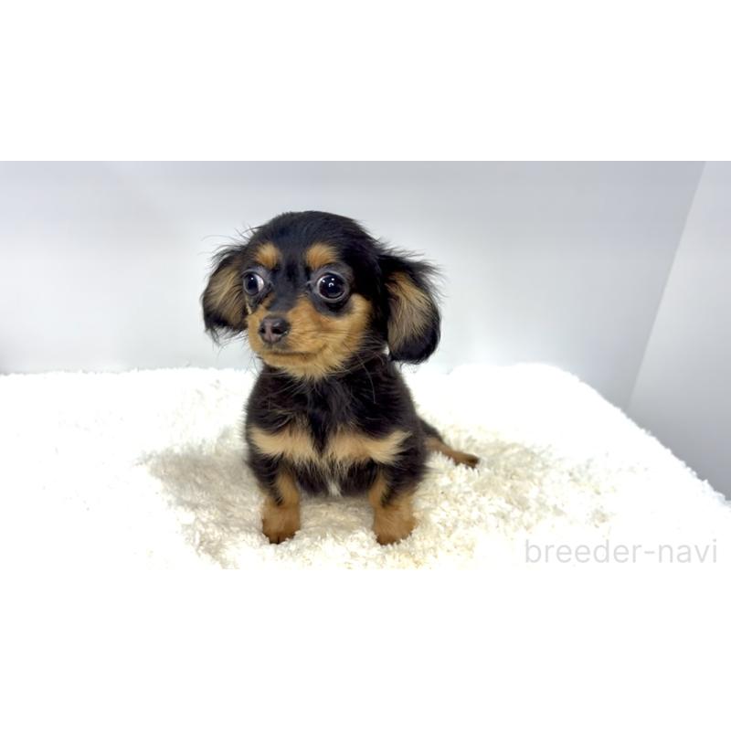 販売中の茨城県のチワックス:チワワ×ミニチュアダックスフンド-421351の2枚目