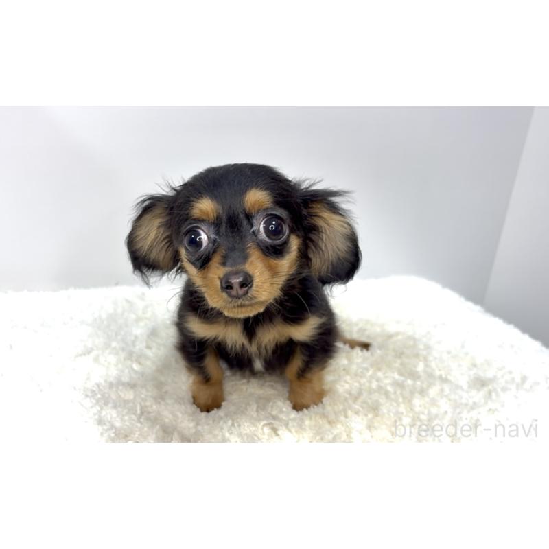 販売中の茨城県のチワックス:チワワ×ミニチュアダックスフンド-421351の3枚目