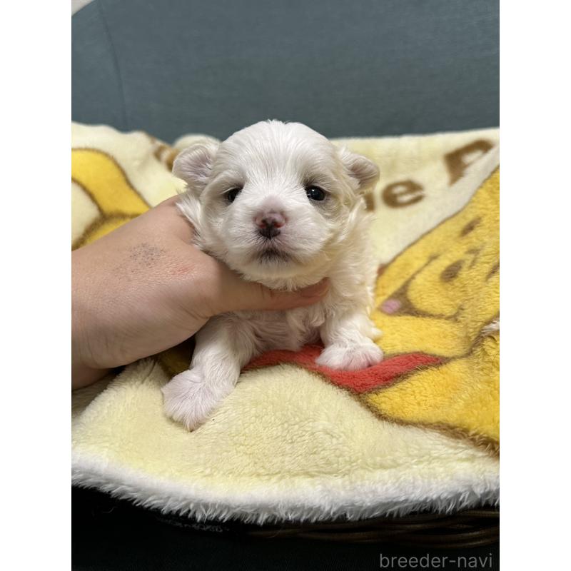 販売中の岡山県のマルチーズ-437637の8枚目